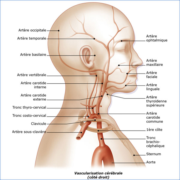 Anatomie