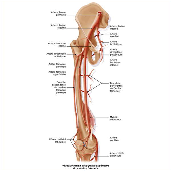 Arteres Membre Inferieur