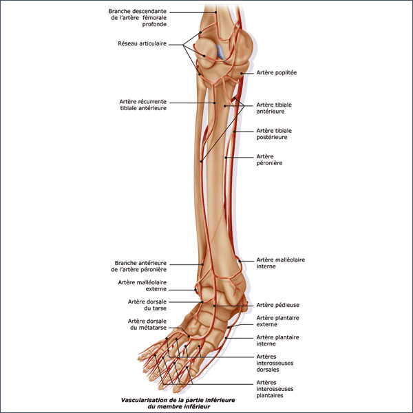 Arteres Membre Inferieur