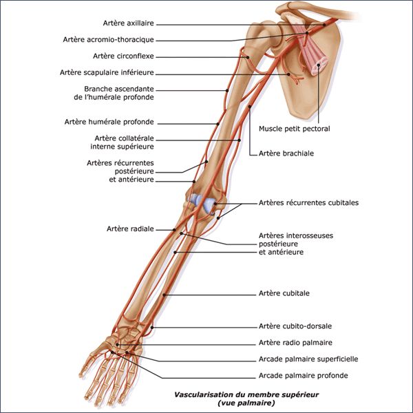 Arteres Membre Superieur