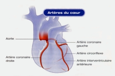 Arteres-Coeur