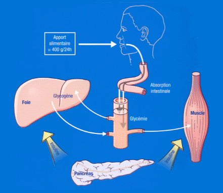 Diabète Type 2 - Physiologie