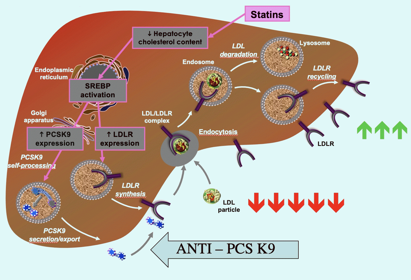 ipcsk9